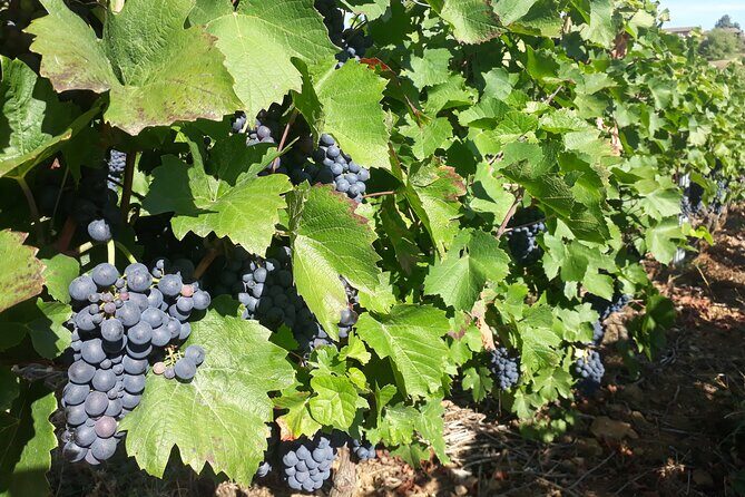 Guided tour and wine tasting Northern Rhône Valley - What to Expect from Your Rhône Valley Wine Tour