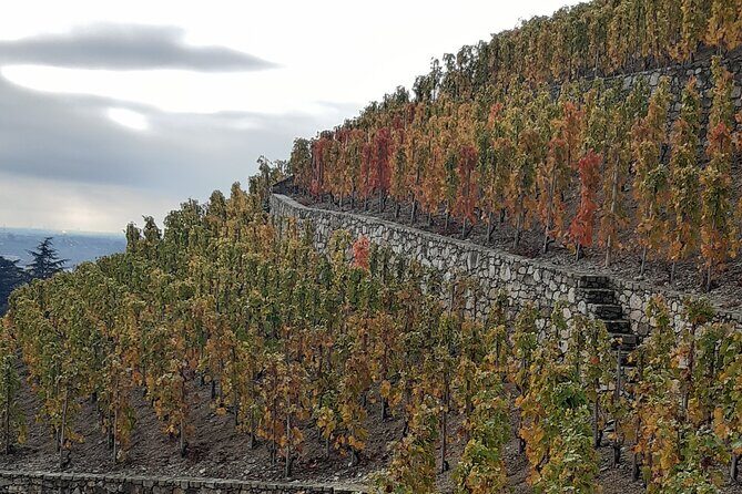 Guided tour and wine tasting Northern Rhône Valley - Final Thoughts