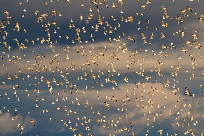 Guided Tour at Pukorokoro Shorebird Centre - Key Points