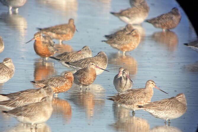 Guided Tour at Pukorokoro Shorebird Centre - The Itinerary: What to Expect