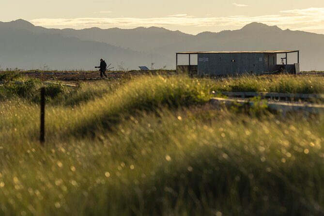 Guided Tour at Pukorokoro Shorebird Centre - Authentic Experiences and Guest Feedback
