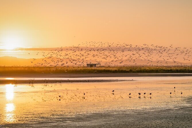 Guided Tour at Pukorokoro Shorebird Centre - FAQ