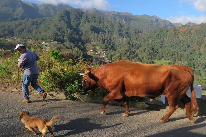 Guided Tour Beyond Vineyards Cabo Girão Skywalk and 4x4 Adventure - Authenticity and Review Insights