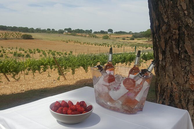 Guided tour glass in hand with wine tasting directly from the barrel - Key Points