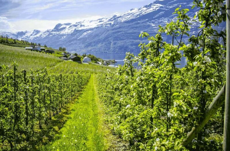 Guided tour: Hardangerfjord, Waterfalls and Ferry crossing - Fossen Bratte: Norway’s Power in a Single Drop