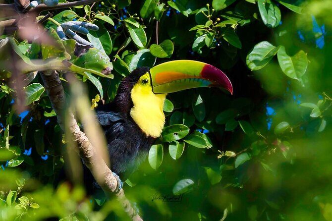 Guided Tour in Costa Maya Chacchoben Ruins History - Key Points