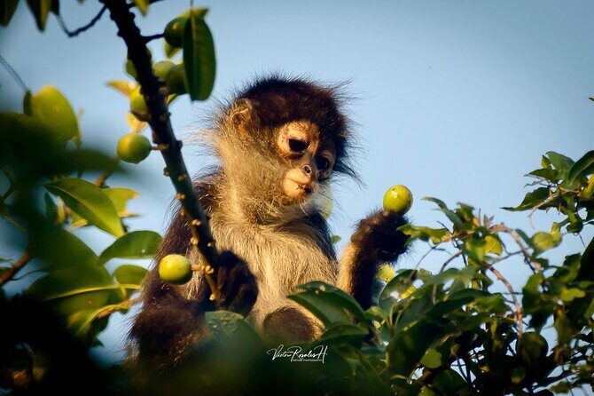 Guided Tour in Costa Maya Chacchoben Ruins History - A Well-Structured Dive into the Experience