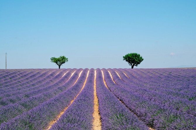 GUIDED TOUR: Lavender fields, the Gorges du Verdon - Discovering the Gorges du Verdon
