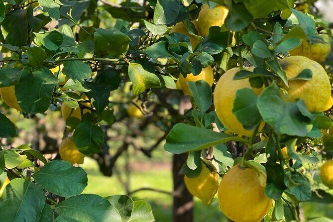 Guided tour of a historic lemon grove in Sorrento - Key Points
