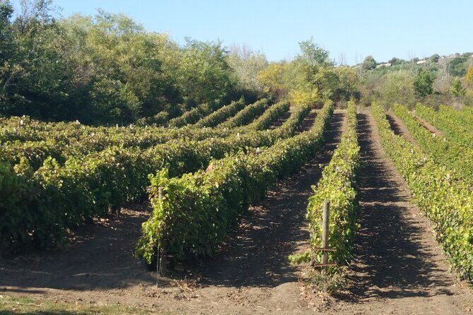 Guided Tour Of An Old Winery with Tasting from Alicante and Elche - Authentic Experiences and Review Insights