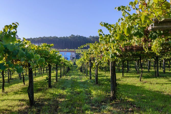 Guided tour of Bodegas Granbazán - Key Points