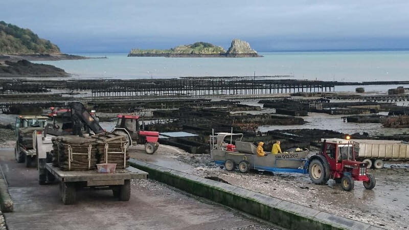 Guided tour of Cancale's oyster beds - Key Points