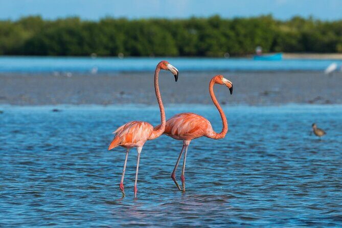 Guided Tour Of Las Coloradas, Rio Lagartos And See Crocodiles - The Sum Up