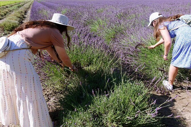 Guided tour of Lavender Distillery between Provence & Camargue - FAQ - Your Practical Questions Answered