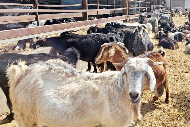Guided Tour of Montesdeoca Cheese Factory with Cheese Tasting - FAQ