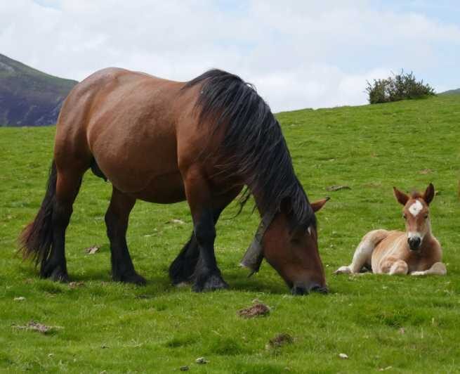Guided tour of the 5 most beautiful towns in Basque Country - An In-Depth Look at the Tour Itinerary