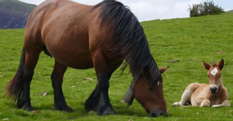 Guided tour of the 5 most beautiful towns in Basque Country - Who Should Consider This Tour?