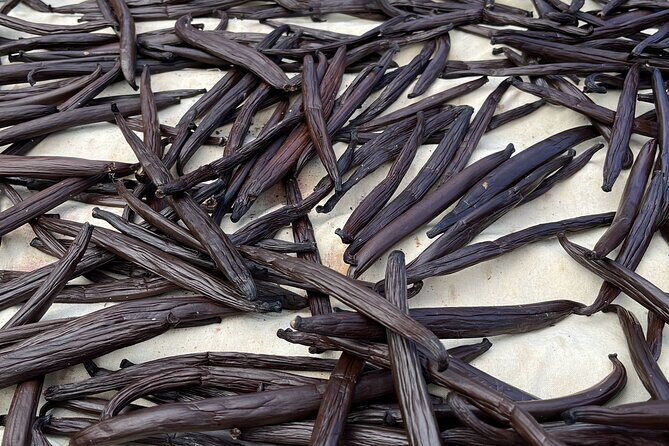 Guided tour of the island of Tahaa with Revanui Excursions - Who Should Consider This Tour?