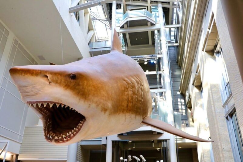 Guided Tour of The Natural History Museum - The Experience: What We Loved and What to Consider
