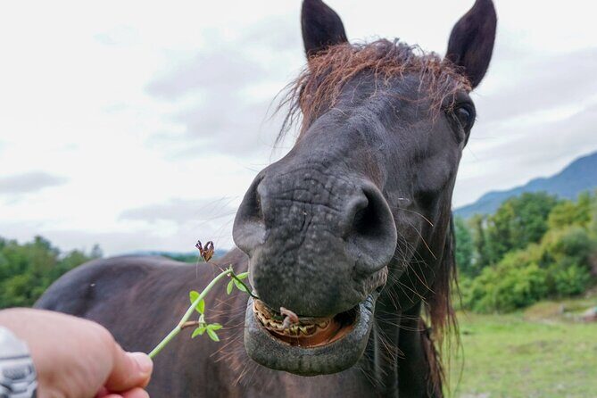 Guided tour of the stables of El Ranchito in Malaga - Real Voices: What Visitors Say