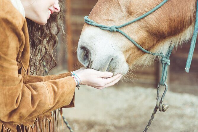 Guided tour of the stables of El Ranchito in Malaga - The Sum Up
