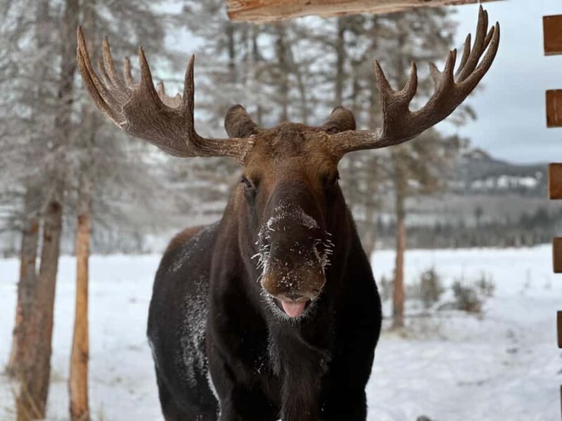 Guided Tour of the Yukon Wildlife Preserve - Key Points