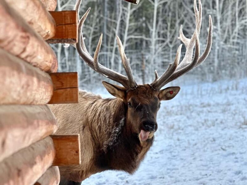Guided Tour of the Yukon Wildlife Preserve - The Sum Up