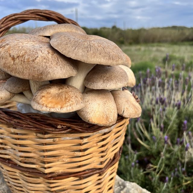 GUIDED TOUR + TASTE IN A MUSHROOM FARM - FAQ