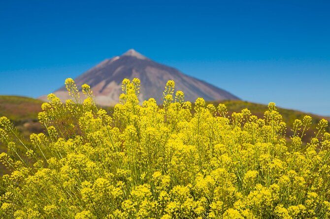 Guided Tour to Teide National Park in Tenerife - Key Points