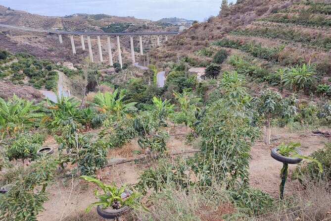 Guided Tour to the only coffee farm in Europe - The Experience: A Deep Dive into the Farm Tour