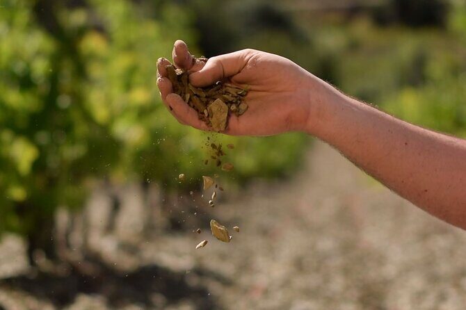 Guided tour with a winemaker: From the vine to the glass... - FAQs