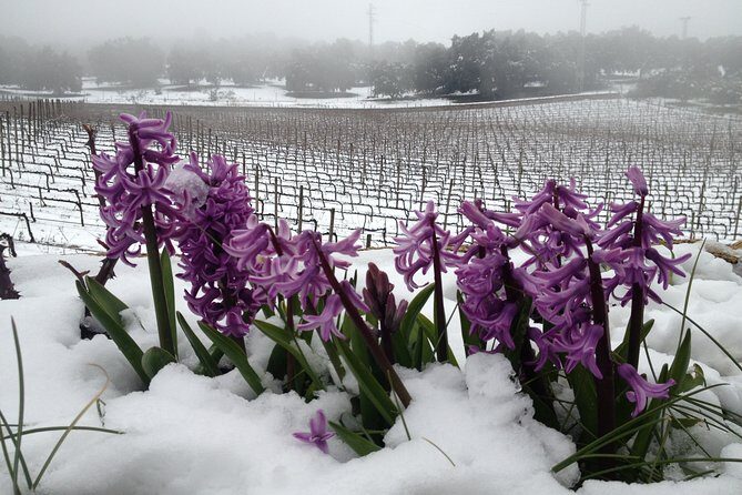 Guided tour with tasting - An In-Depth Look at the Winery Tour Experience