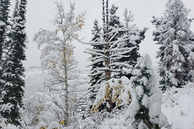 Guided Uinta Forest 3-Mile Hike w/fire + Lunch/charcuterie Stop - A Detailed Look at the Uinta Forest Guided Hike
