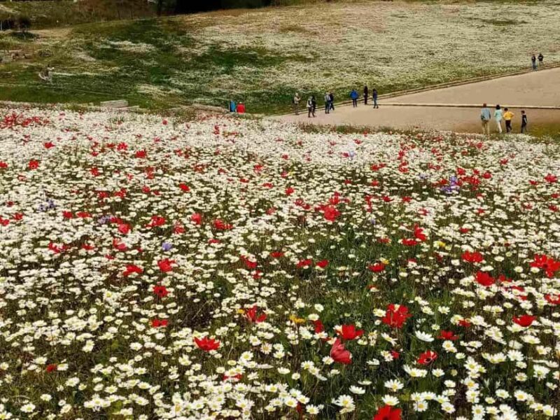 Guided visit to ancient Olympia with an Italian-Greek archaeologist tour guide - Discovering Olympia: A Journey Through Time
