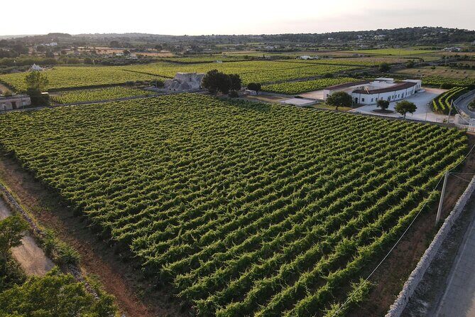 Guided Visit to the Vineyard with Wine Tasting - Group Size and Booking