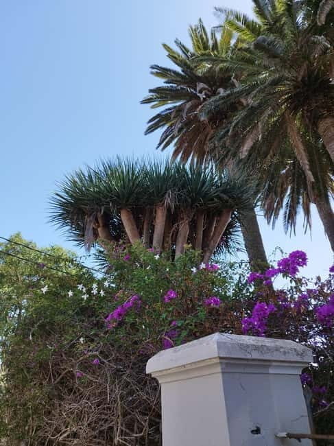 Guided walking tour in La Orotava 1:30 min, Tenerife - Key Points