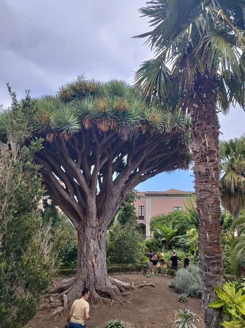 Guided walking tour in La Orotava 1:30 min, Tenerife - An In-Depth Look at the Tour Experience