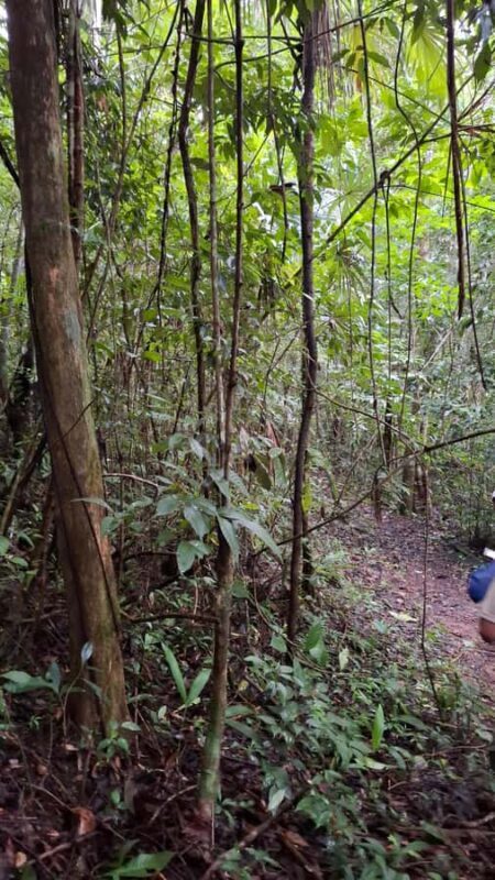 Guided walking tour in the Palenque jungle (Palenque National Park) - Key Points