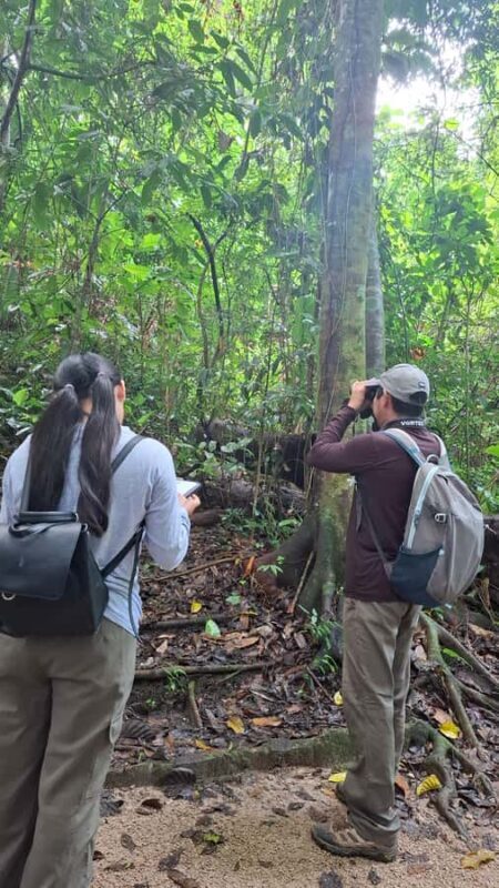 Guided walking tour in the Palenque jungle (Palenque National Park) - An In-Depth Look at What to Expect