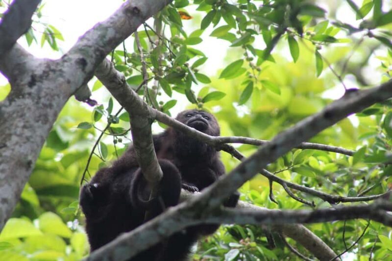 Guided walking tour in the Palenque jungle (Palenque National Park) - The Sum Up