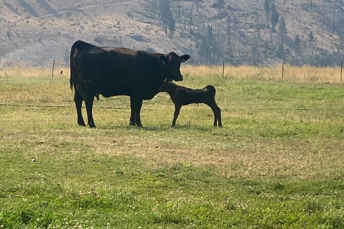 Guided Walking Tour of Methow Meadows and Meet the Animals - Key Points