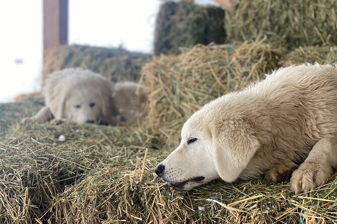 Guided Walking Tour of Methow Meadows and Meet the Animals - Frequently Asked Questions