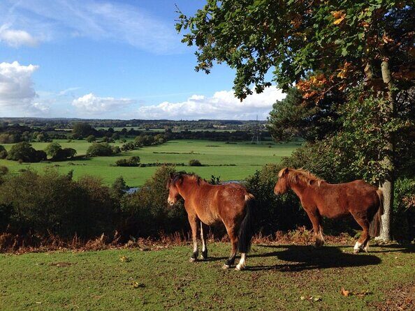 Guided Walking Tour of New Forest National Park in Hampshire - Who Will Love This Tour?