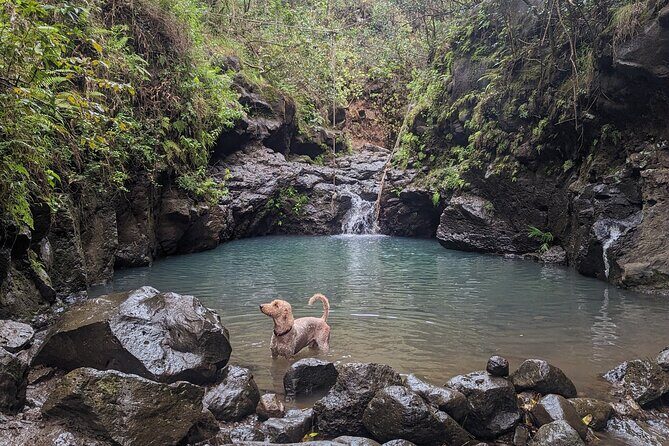 Guided Waterfall and Jungle Hiking Tour - Final Thoughts: Is It Worth It?