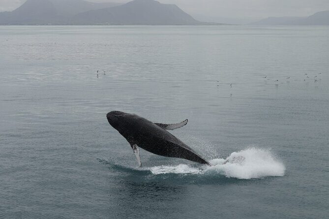 Guided Whale Watching Experience from Reykjavik - The Itinerary in Detail