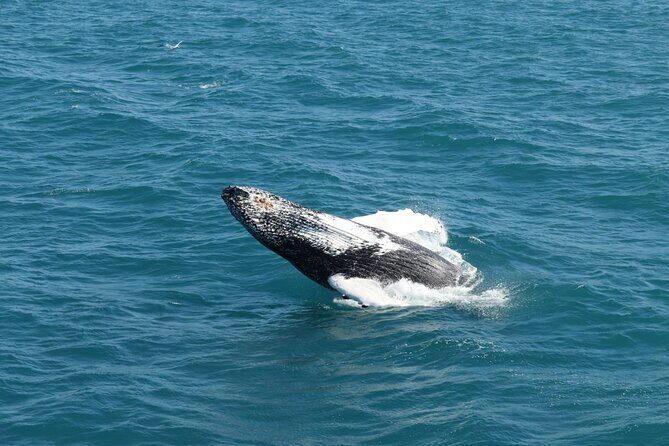 Guided Whale Watching Experience from Reykjavik - Real Traveler Insights