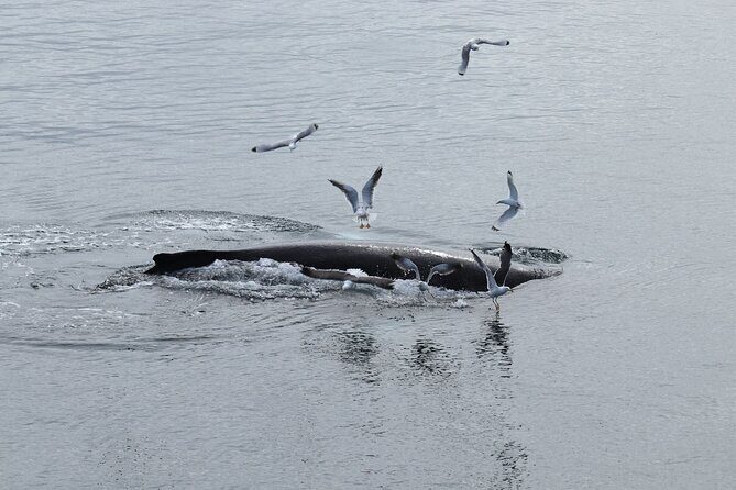 Guided Whale Watching Experience from Reykjavik - The Sum Up