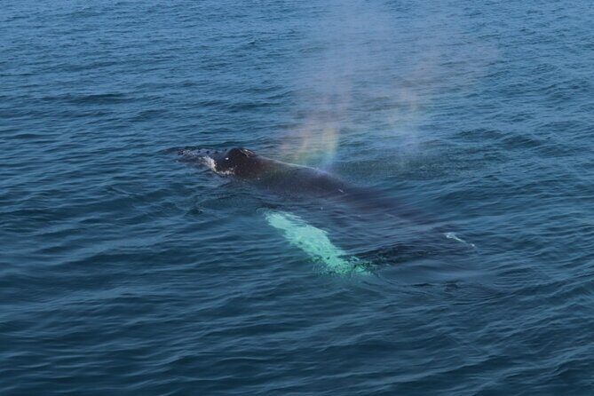 Guided Whale Watching Experience from Reykjavik - FAQ