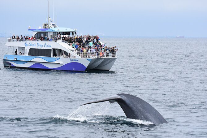 Guided Whale Watching Tour from Long Beach - Key Points