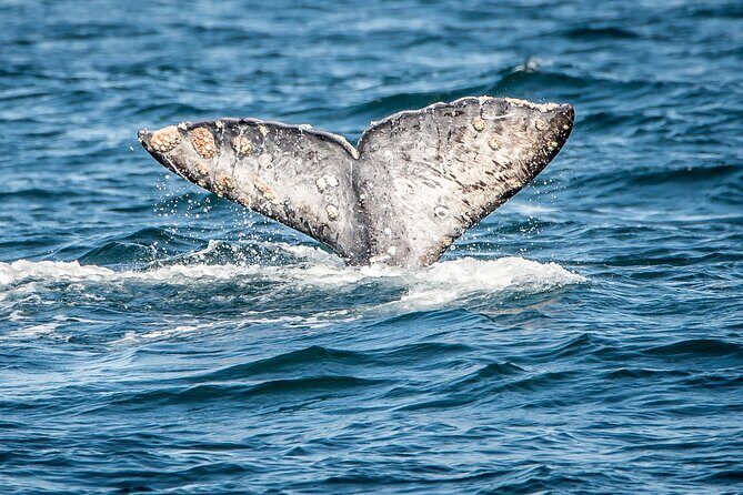 Guided Whale Watching Tour from Long Beach - An In-Depth Look at the Experience